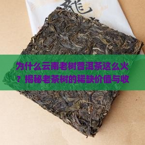 云南茶叶普洱茶老树
