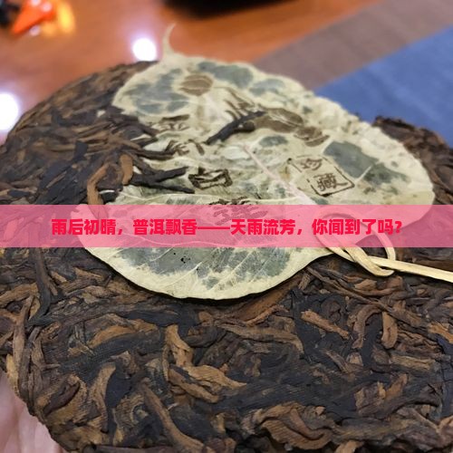 天雨流芳普洱茶