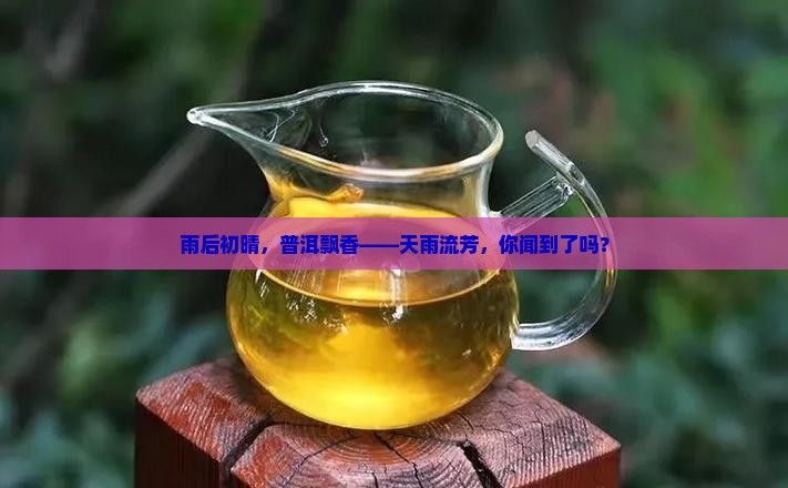天雨流芳普洱茶