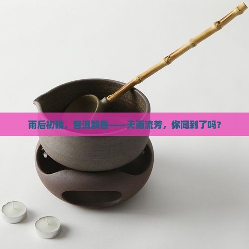 天雨流芳普洱茶