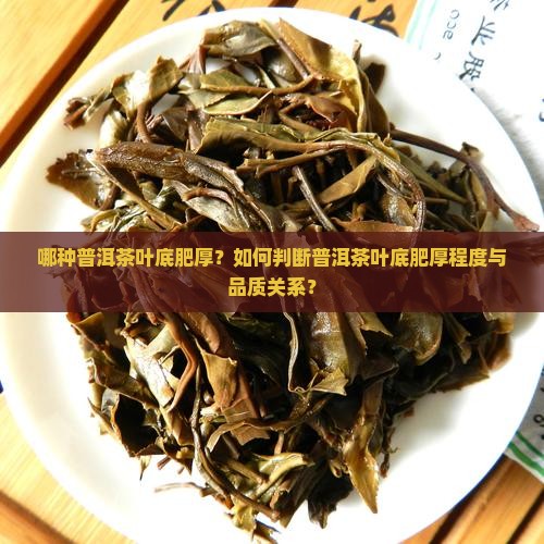哪种普洱茶泡出来叶底肥厚