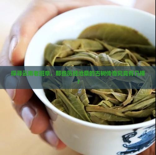 云南老班章古树有几棵