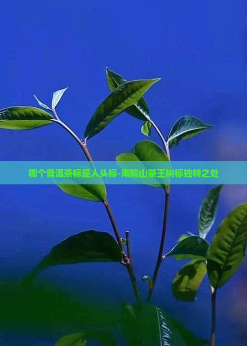 哪个普洱茶标是人头标