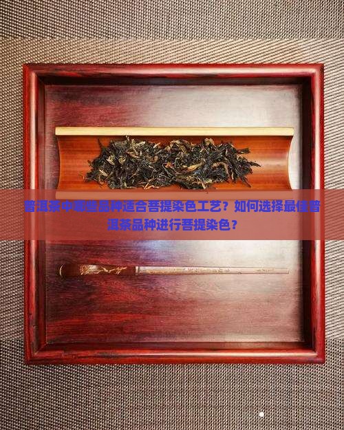 普洱茶菩提染色推荐品种