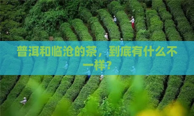 普洱和临沧茶的区别