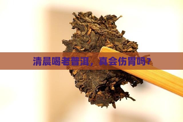 早上喝老普洱茶刮胃么