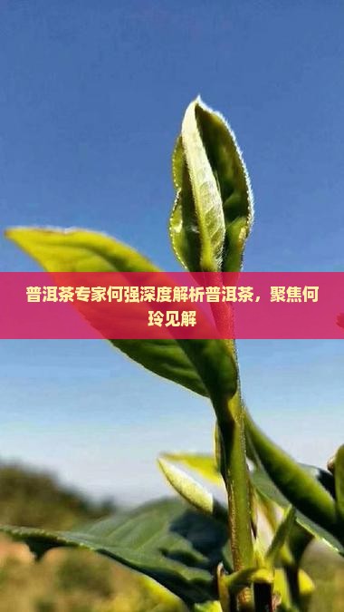喝普洱茶关注何玲