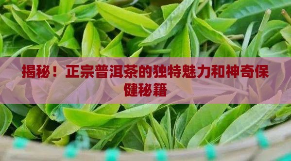 探寻正宗普洱茶的特点和功效