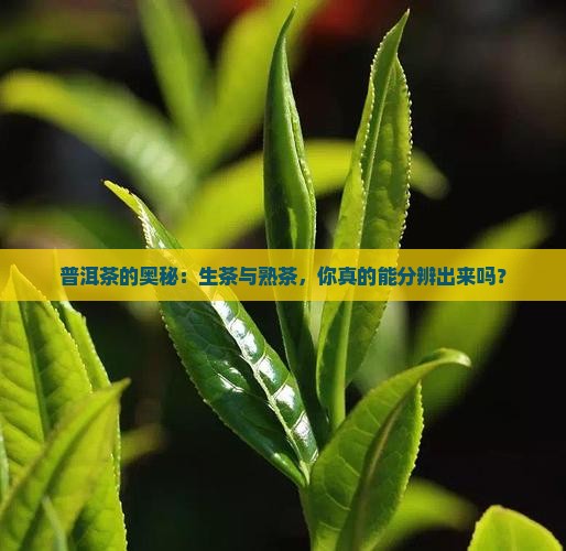 普茸生茶熟茶怎么区分