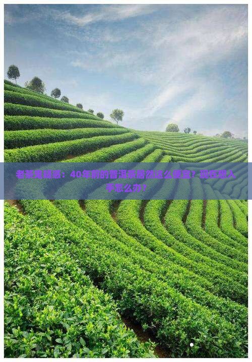 40年前的普洱茶价格