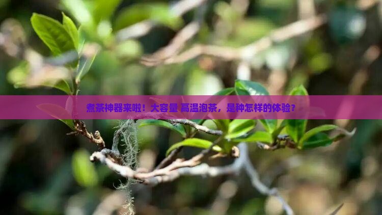 煮茶盛茶容器大泡茶温度高