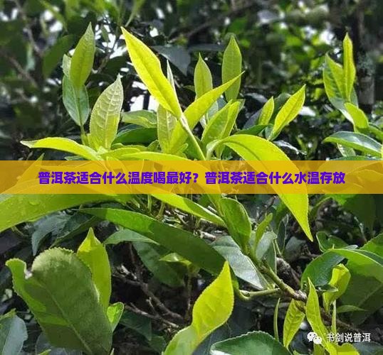 普洱茶适合什么温度喝