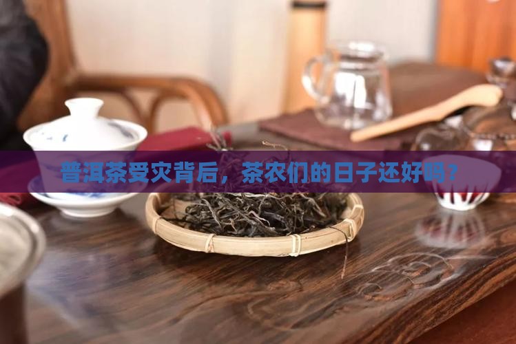 普洱茶有人受灾吗