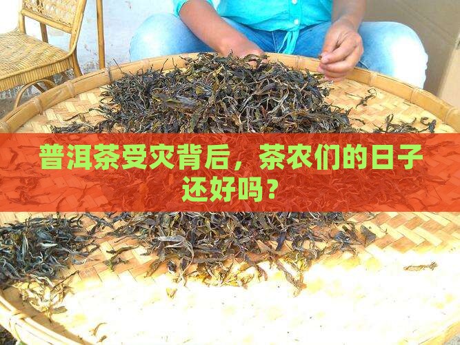 普洱茶有人受灾吗