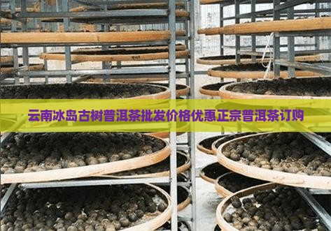 云南正宗冰岛古茶订购