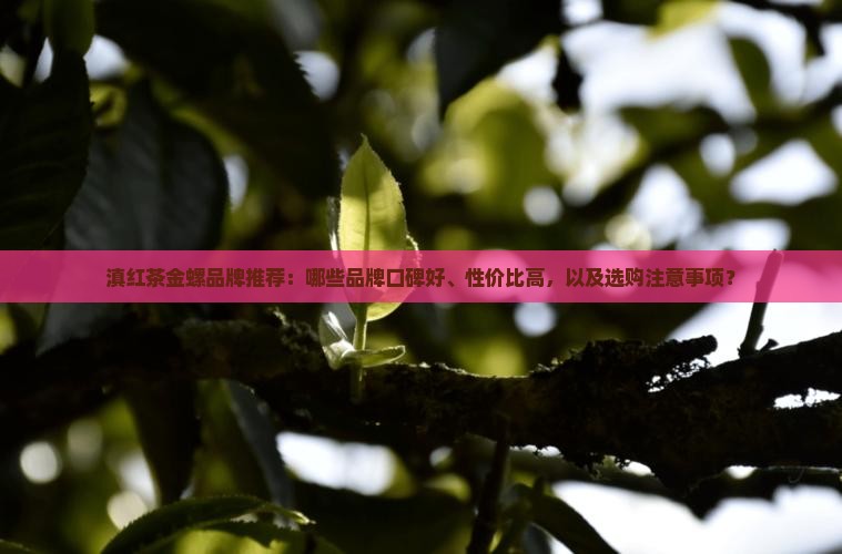 滇红茶金螺哪个牌子好