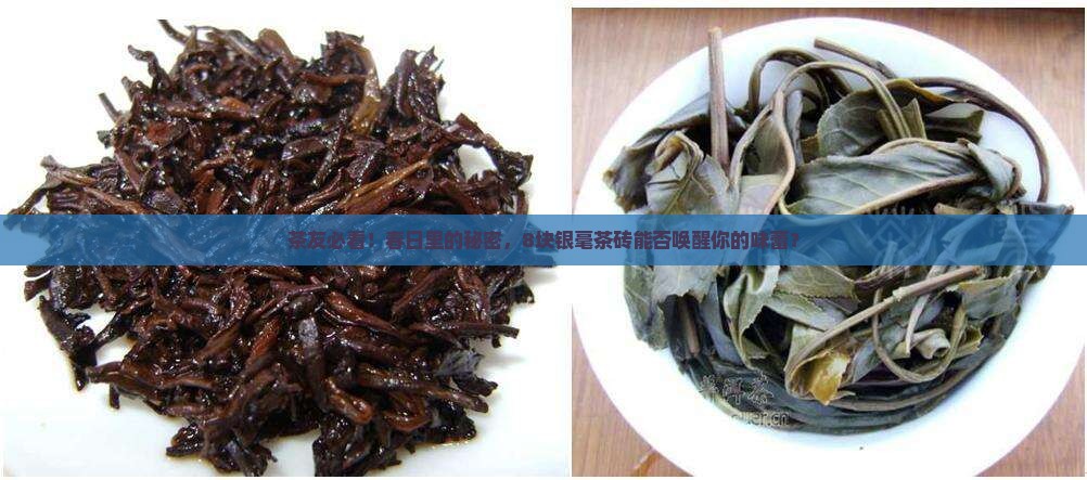 普洱茶春尖银毫茶砖