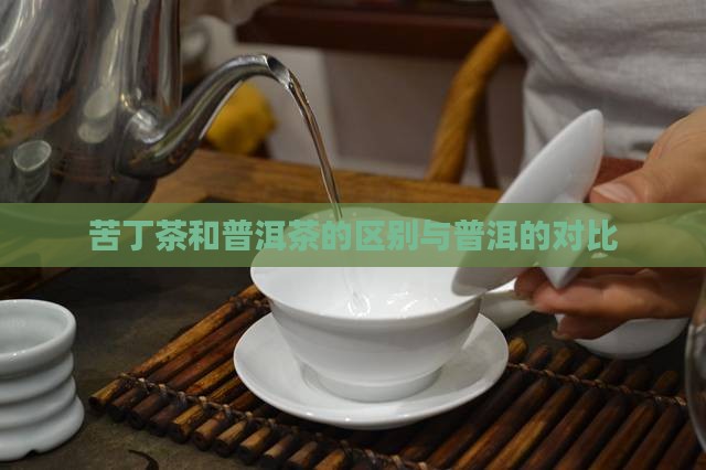 苦丁茶普洱茶有什么区别