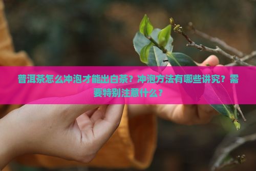 普洱茶怎么冲泡才能出白茶