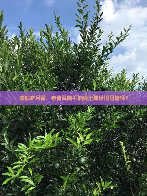 熟普洱茶古韵飘香好喝吗