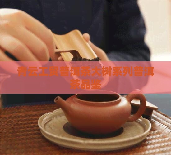 青云工贸普洱茶绿大树