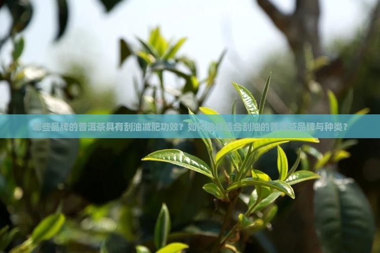 什么牌子的普洱茶刮油