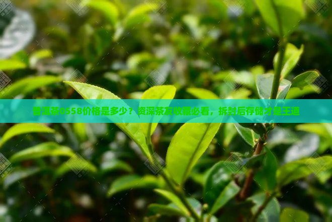 普洱茶0558价格