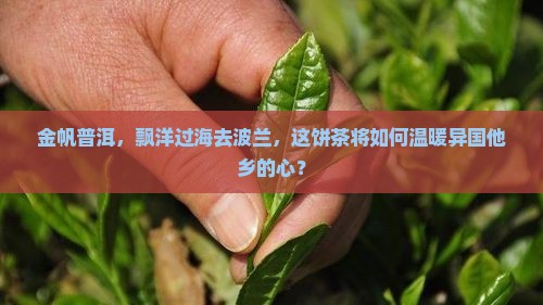 金帆牌普洱茶出口波兰饼