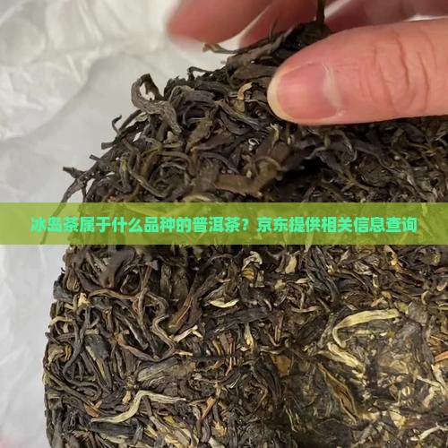 冰岛茶属于什么性