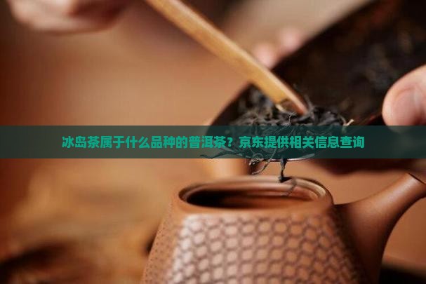 冰岛茶属于什么性