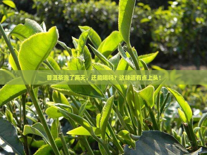 普洱茶泡了2天