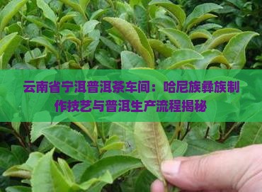 普洱茶车间工艺
