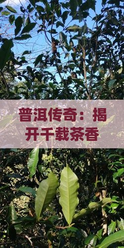普洱茶大生产史