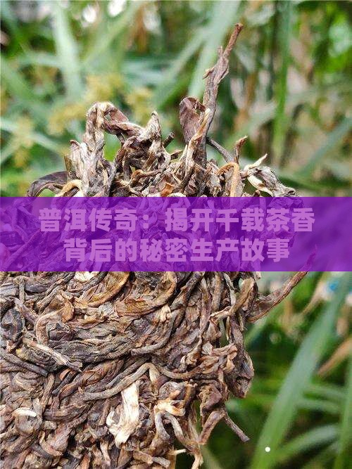 普洱茶大生产史