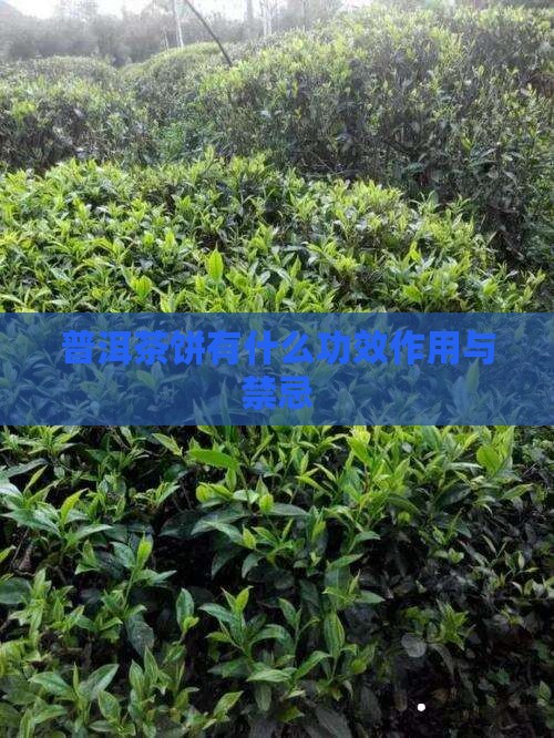 普洱茶饼有什么功效作用