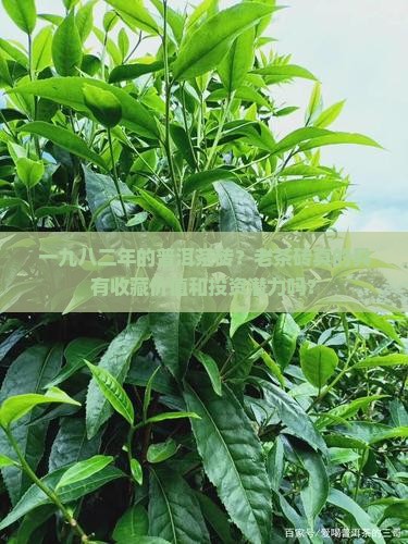 一九八二年的普洱茶砖
