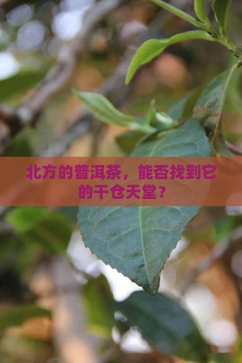 普洱茶在北方有干仓么