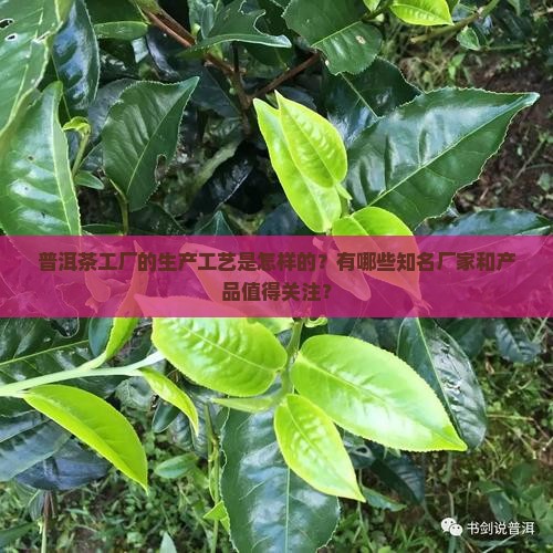 普洱茶工厂生产工艺及知名介绍 普洱茶工厂生产工艺及知名介绍