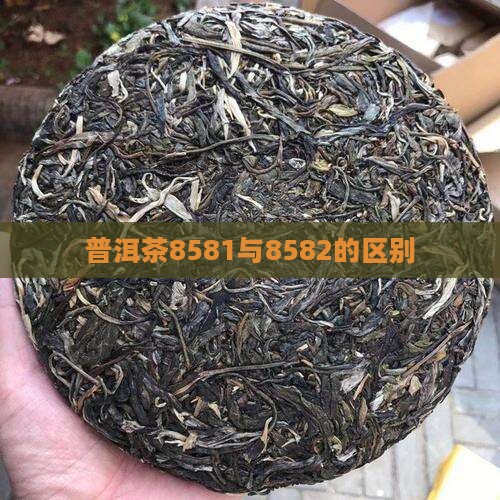 普洱茶8581与8582的