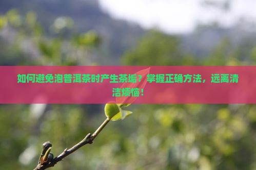 普洱茶怎么泡没茶垢