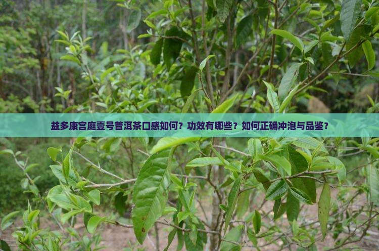 益多康宫庭壹号普洱茶