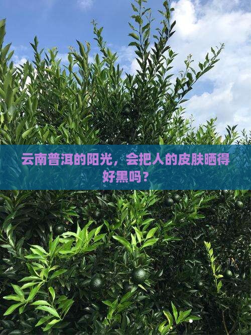 云南普洱人皮肤黑吗