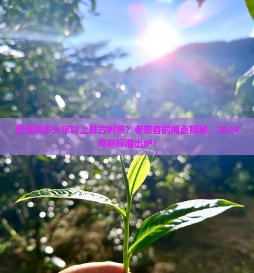 普洱茶多少年以上算古树茶