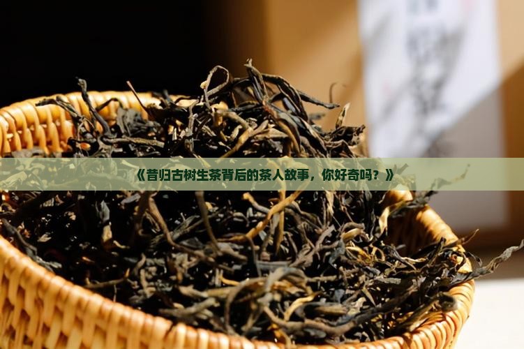 昔归古树生茶纪录片