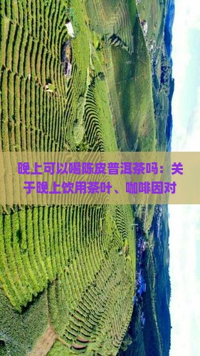 晚上可以喝陈皮普洱茶吗