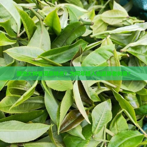 澜沧大树普洱茶特点