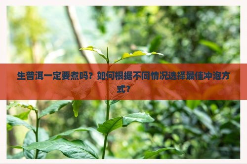 生普洱泡茶一定要煮吗