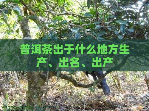 普洱茶出于什么地方