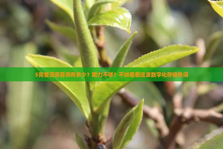 5克普洱茶目测有多少