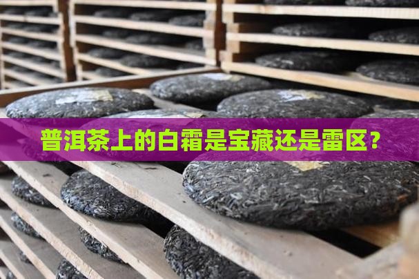 普洱茶白霜好吗